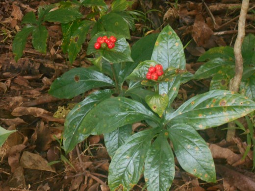 beautiful unrecognized flower on dried leaves adds beauty on earth.