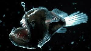 The hideous (except to mum) angler fish with lure extended