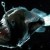 The hideous (except to mum) angler fish with lure extended