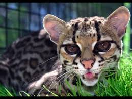 Kitty, kitty!  The Margay