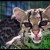 Kitty, kitty!  The Margay