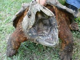 Snapping turtle...can bite your hand off!