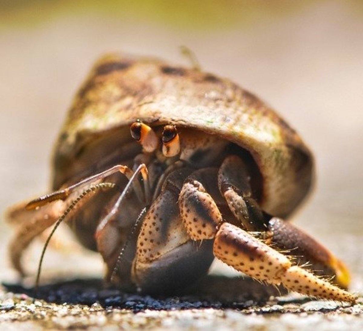 hermit crab care