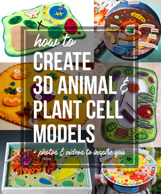 A step-by-step tutorial for creating 3D plant and animal cell models.