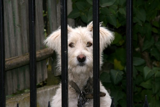 Dogs can be contained by using invisible dog fence.