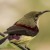 Crimson Backed Sunbird Crimson Backed Sunbird