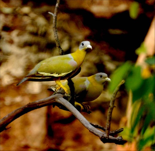 Indian Bird at Bharatpur