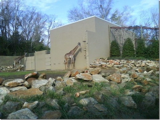 Giraffe exhibit at the Greenville Zoo in Greenville, SC. 