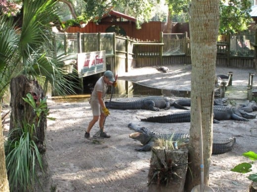 Clean-up crew at the St. Augustine Alligator Farm, in St. Augustine Florida.