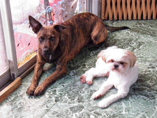 The big dog was abused for the first 8 months of his life as well and was scheduled for euthanasia. The little dog was left on the street after his owners moved away