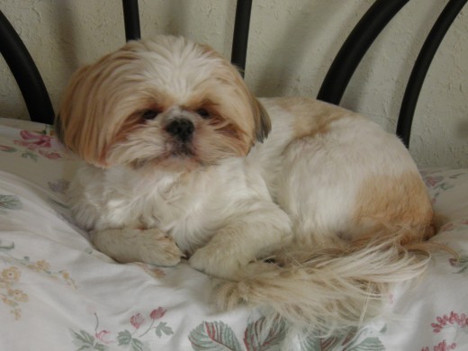 This beautiful dog was abandoned - now he is spoiled rotten