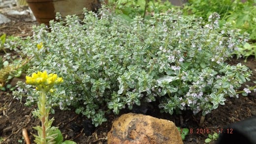 Variegated Thyme