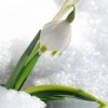 Winter Wildflower profile image