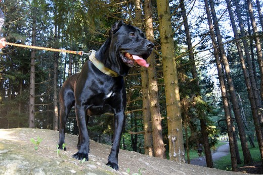 Cane Corso Dog Breed Information