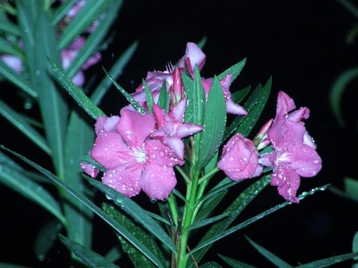 Dew on oleander in the early morning hour, in my backyard.