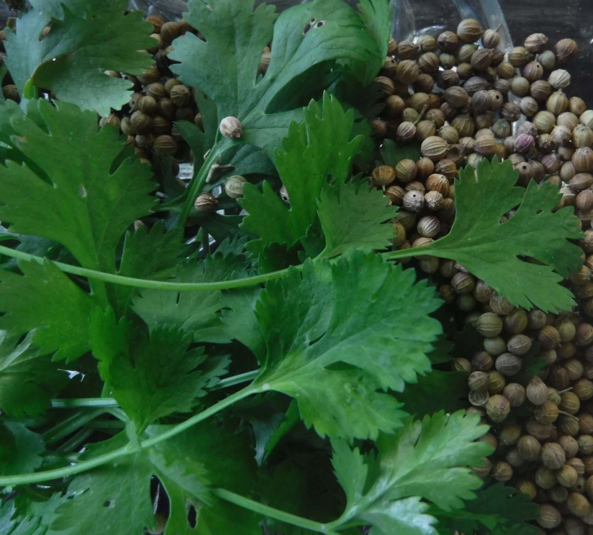 Cilantro and Coriander is The Herb Spice Duo in My Garden