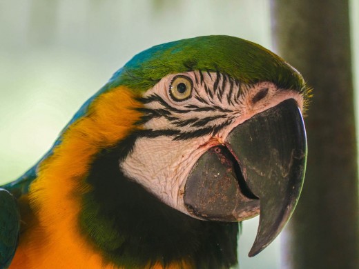 A green macaw greeting me at the information center