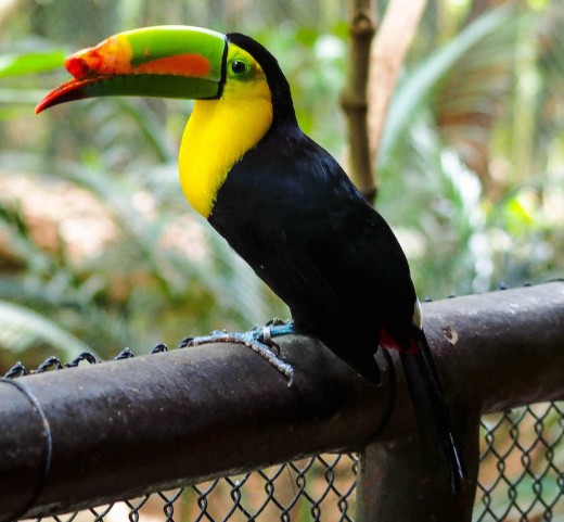 This injured toucan could not survive in the wild. It now has a safe home to live out it's life at Aluxes EcoPark