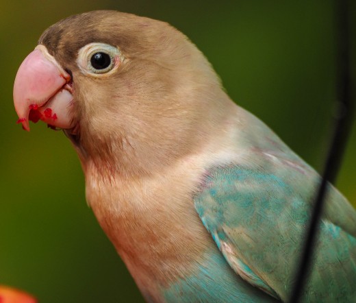 A nice close-up.