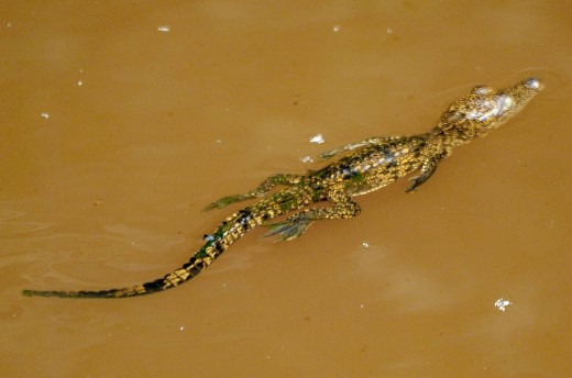  The visitor will see these little guys (about a foot long) in the canals. Caiman's never get as large as Crocodiles.