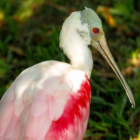 Don't know the name of this creepy looking bird.