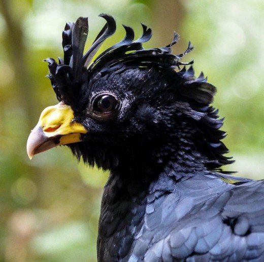 "Curly" - don't know the birds real name 