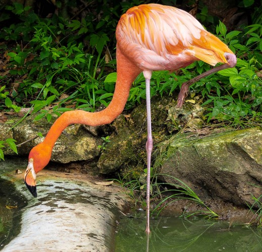 See how the leg is designed to allow the flaming to stand on one leg?