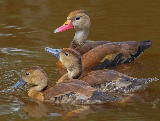 A mother and her hatchlings enjoy swim
