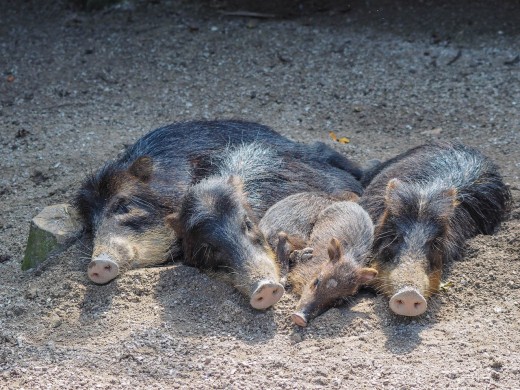 Boars enjoying the sun