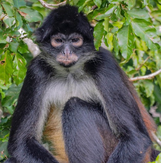 A spider monkey sitting in a tree on his island