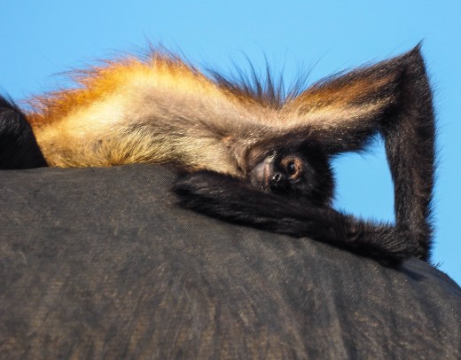 A monkey enjoys his abode