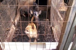 The Ugly Truth About Puppy Mills