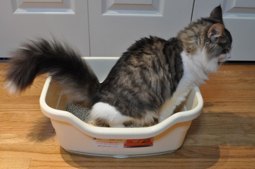 Here's a trained cat using the potty box or litter box.