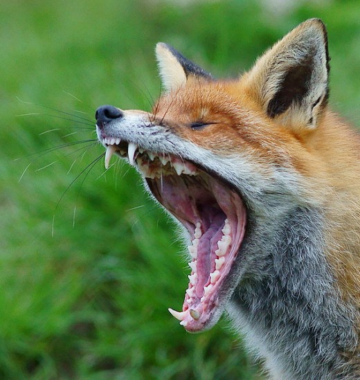 At the British Wildlife Centre, Newchapel, Surrey; 'Pickles' the vixen lets out a huge yawn.