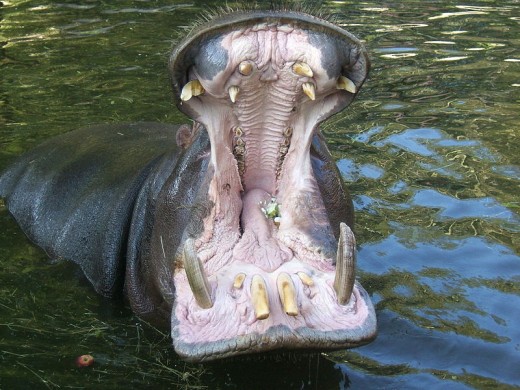 Hippo with mouth wide open