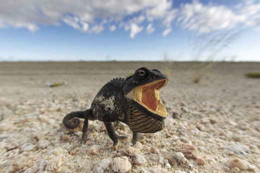 A Namaqua chameleon in threat display, Namib desert, Namibia.