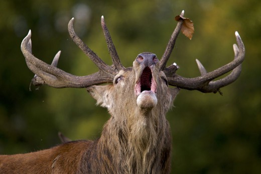 Closeup of mature Red Deer stag (Cervus elaphus) bellowing during the rut. 
