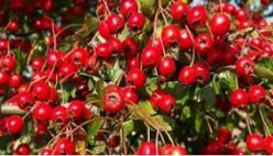 Real Benefits of the Goji Berry