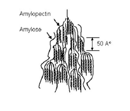 Notice the Branched structure of Amiylopectin. This structure gets broken down quicker and liberates its glucose into single units quicker than Amylose, giving an accelerated spike to plasma glucose (source: 2008 - Journal of Cereal Science)