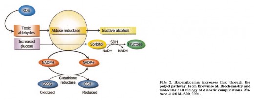 Polyol Pathway is activated during Hyperglycemia bouts but at yet an undetermined level in Humans.