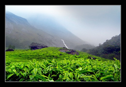 Tea Hills