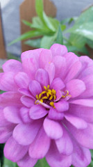 Giant Zinnia in Lavender