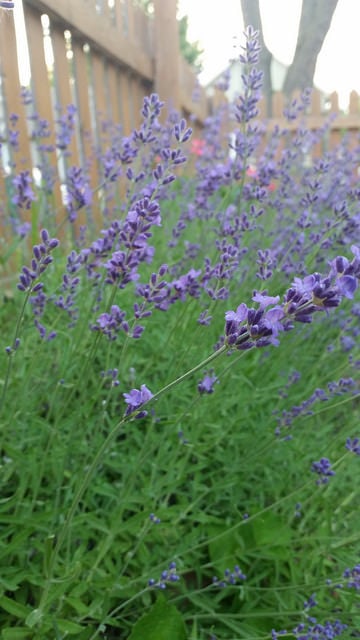 Lavender in bloom