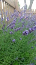 How to Grow and Use Lavender (Lavandula Angustifolia)