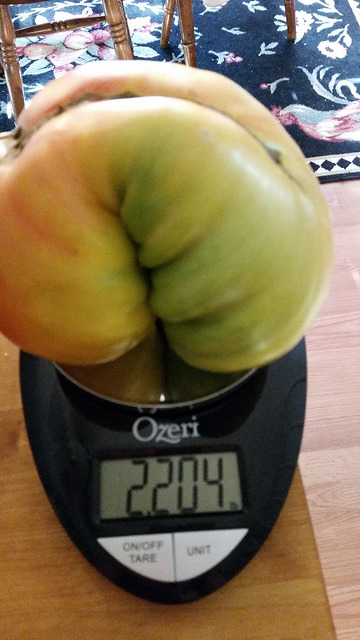 Big Rainbow tomato weighing in at over 2 lbs!