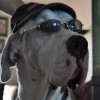 Celebrity Great Danes