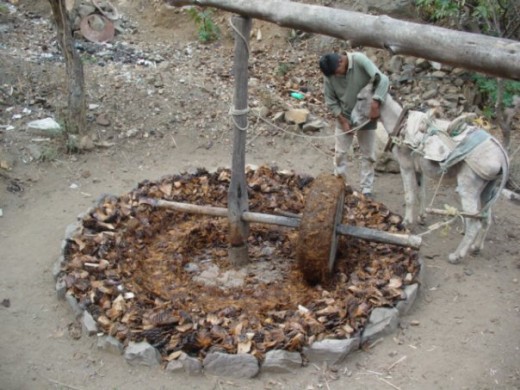 Traditional method of crushing agave hearts for distilling