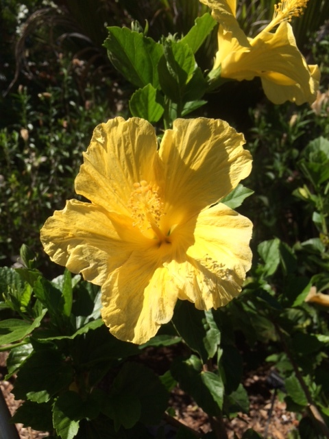 A beautiful yellow hibiscus flower in the sunshine.
