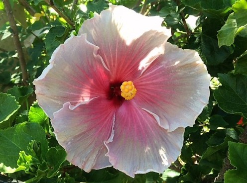 I love this hibiscus with white and pink in its petals. 