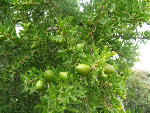 Unripened Argan Fruit